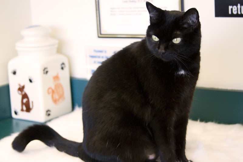 Animal Hospital of Peak Plaza