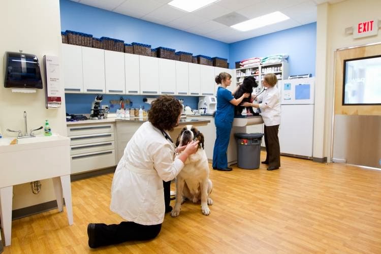 All 4 Paws Animal Hospital