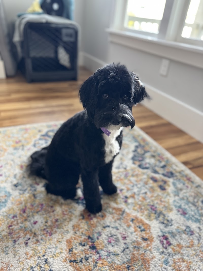 Down South Dog Grooming