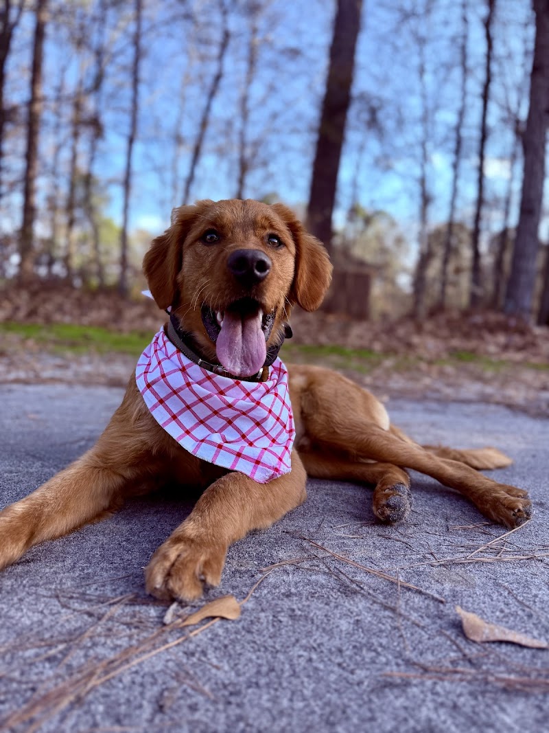 Pretty paws dog grooming