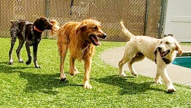 Bone Voyage Pet Resort