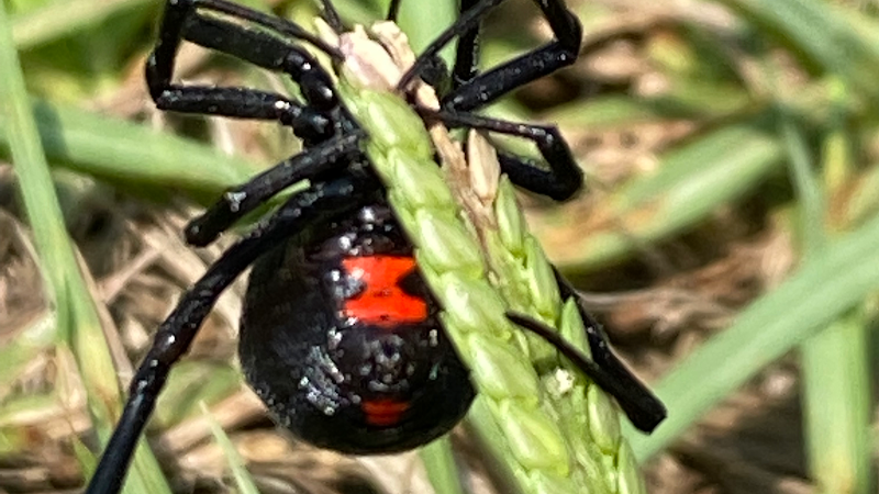 Pest & Termite Consultants