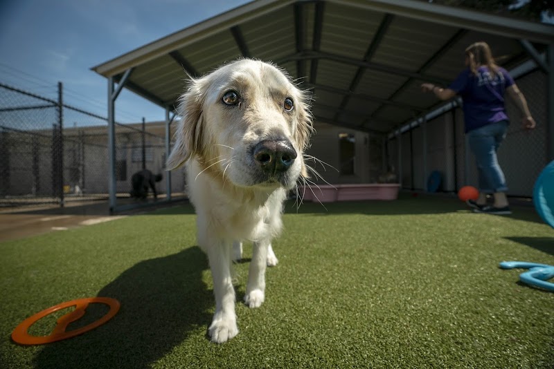 Pet Palace - Cary