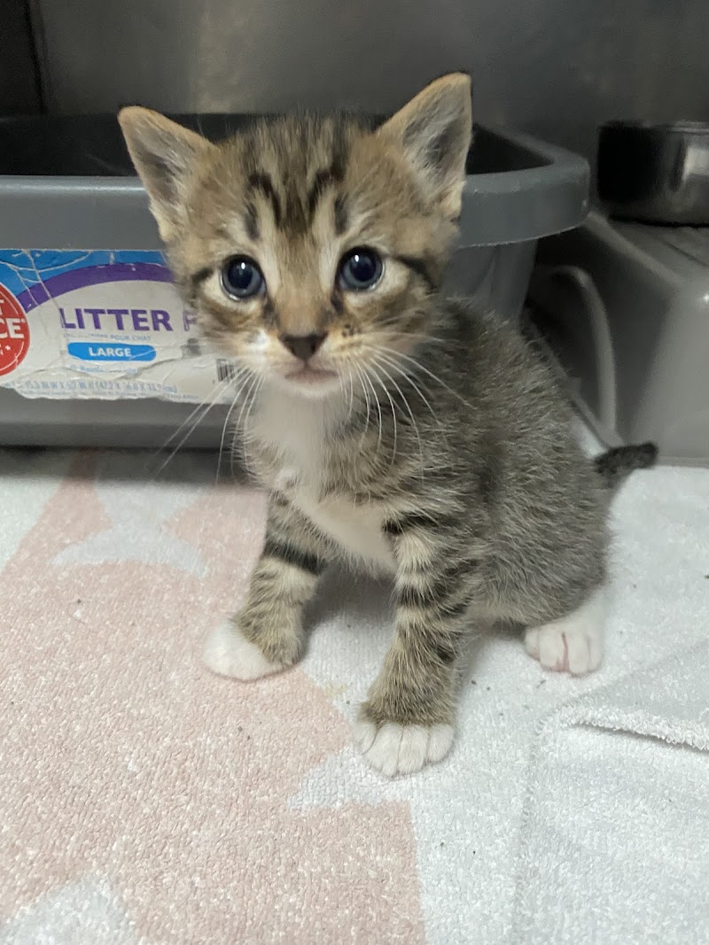 Lake Pine Animal Hospital