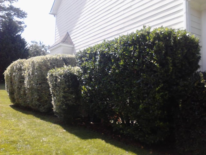 Triangle Lawn Care and Landscaping Inc.
